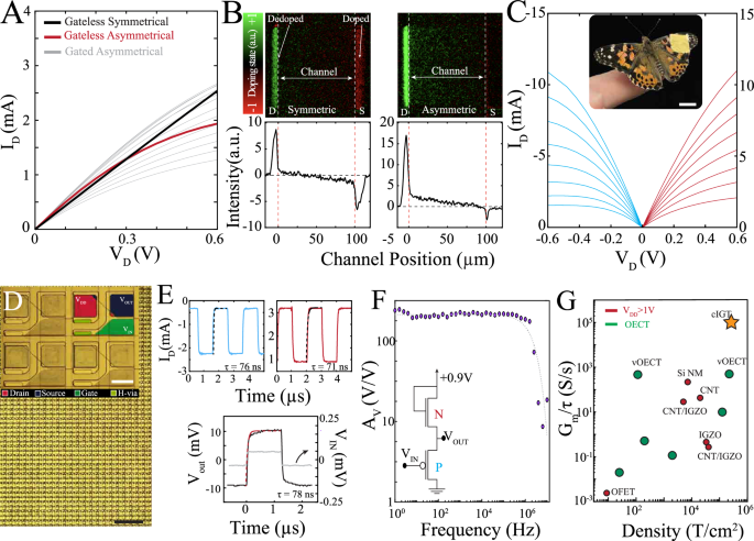 Fig. 2: Larger contact area defines the most dedoped region of the channel leading to high-gain, densely packed conformable complementary circuits.