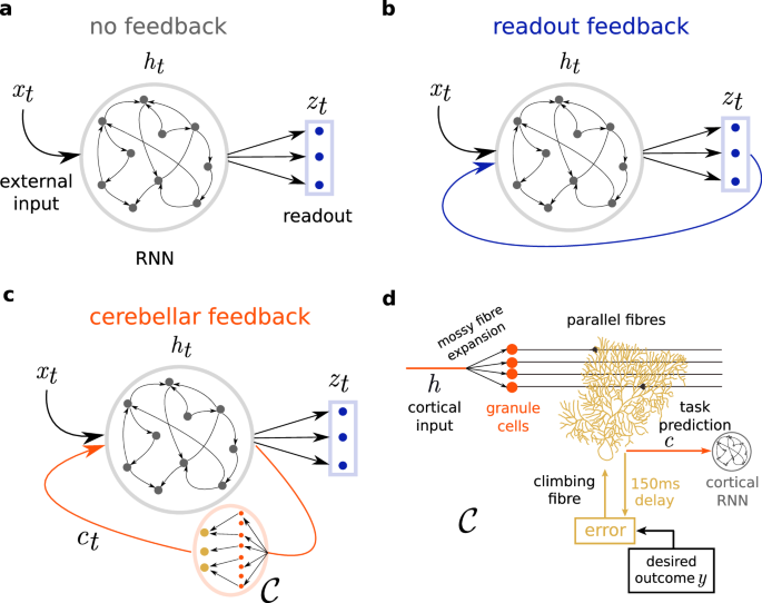 Fig. 1: Schematic of cortical recurrent networks with different types of feedback.