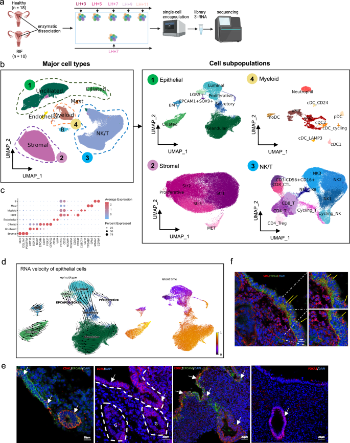 Fig. 1: Cellular landscape of human endometrium across the window of implantation.