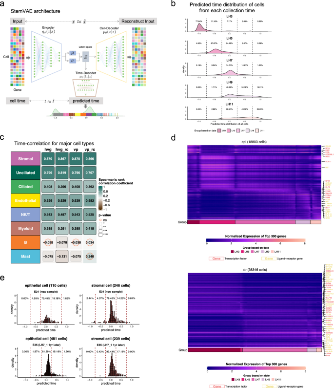 Fig. 2: StemVAE reconstruction uncovers endometrial cell time-association across WOI.