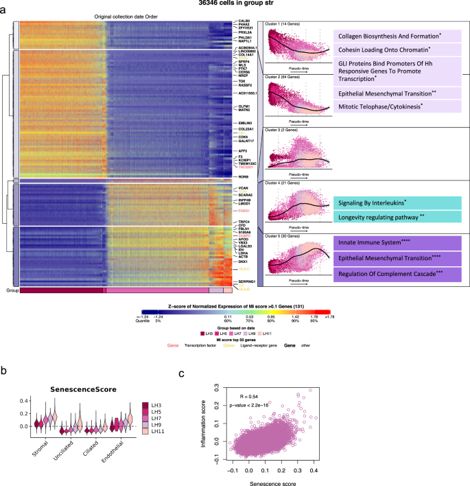 Fig. 3: Characteristics of stromal dynamics across the window of implantation.