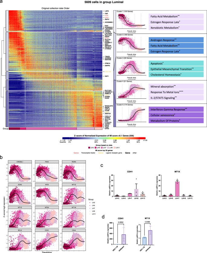Fig. 4: Characteristics of epithelial dynamics across the window of implantation.