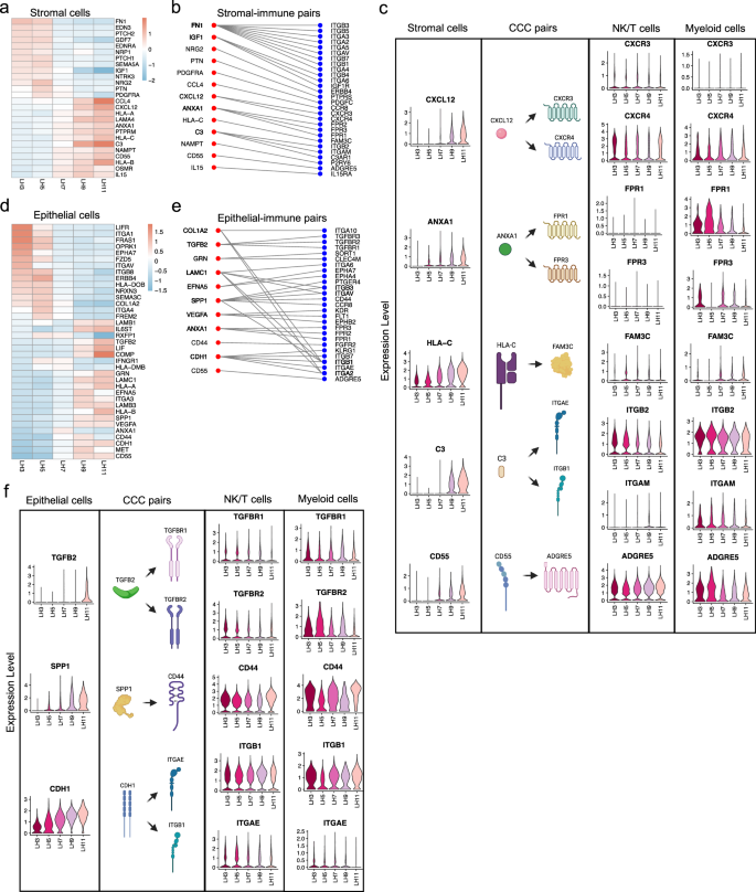 Fig. 5: Stromal and epithelial cell regulation on endometrial immune microenvironment across WOI through cell-cell communication analysis.