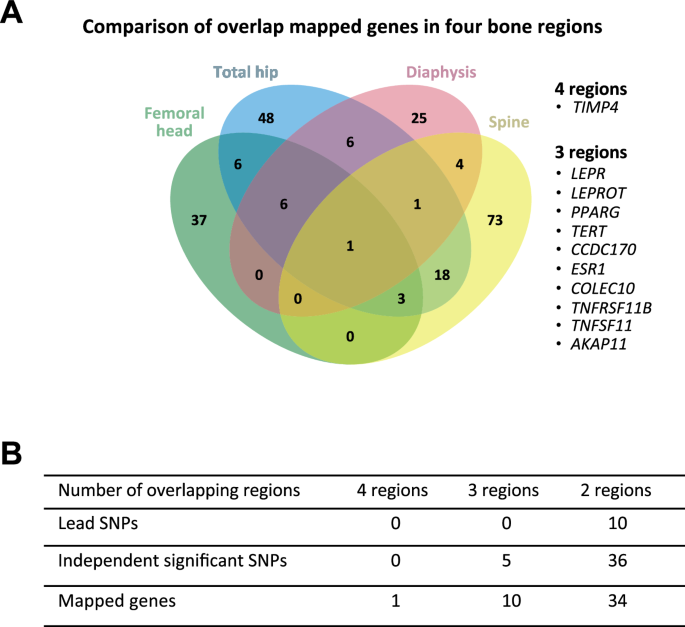 Fig. 5: Overlap of mapped genes associated with each BMFF region for meta-GWAS in the white unrelated population.