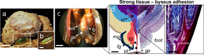 Fig. 1: Byssal system of a B. virescens ark clam.