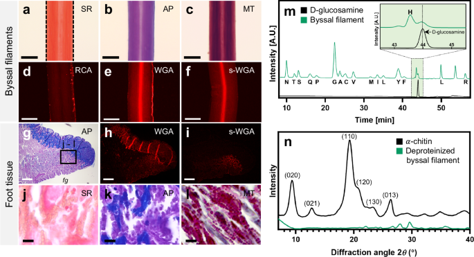 Fig. 2: Characterising the byssal filament of B. virescens.