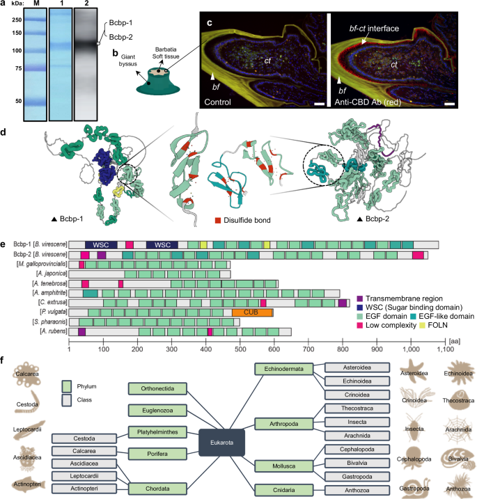 Fig. 3: The protein rich in EGF/EGF like domain found in the byssus–tissue contact area.