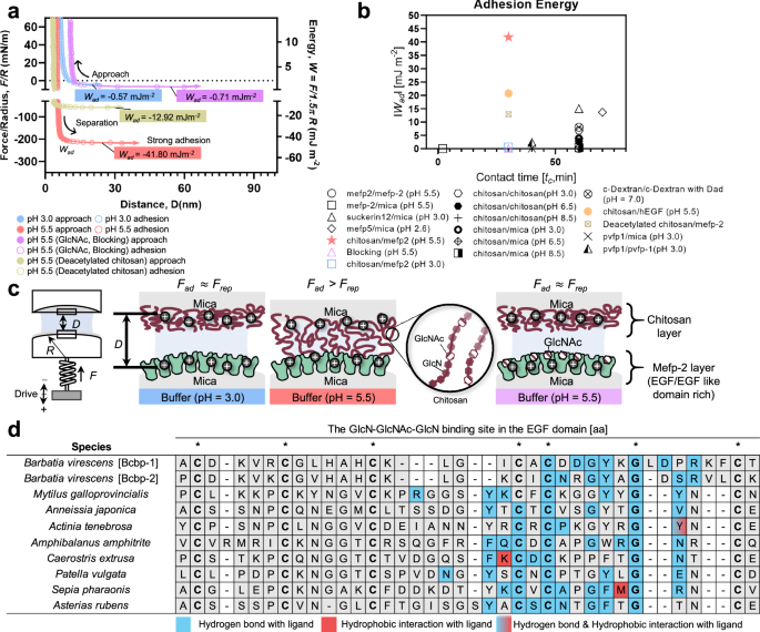 Fig. 4: Interactions between an EGF/EGF-like-domain-rich protein (mefp-2) and chitosan.
