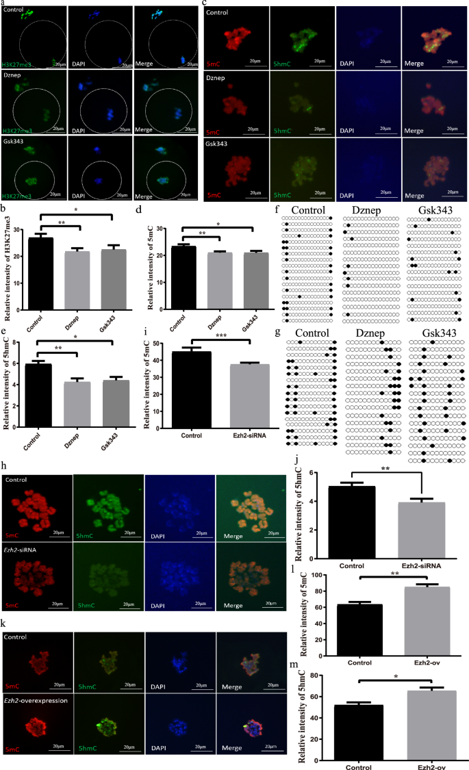 Fig. 5: EZH2 regulates genomic methylation of oocytes.