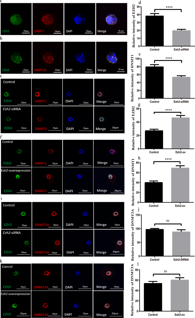 Fig. 6: EZH2 regulates DNA methylation in oocytes by DNMT1.