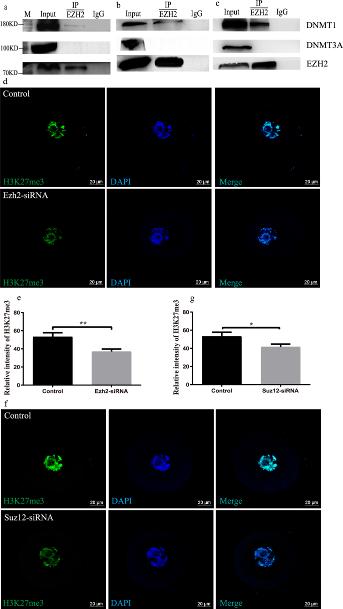 Fig. 7: EZH2 interaction with DNMTs in oocytes.
