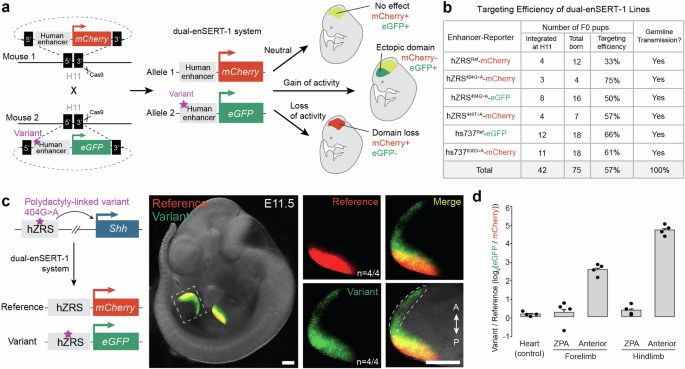 Fig. 1: Simultaneous comparison of human reference and variant enhancer activities in developing mouse embryos.