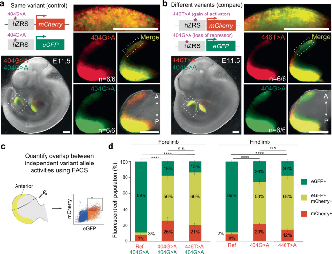 Fig. 2: Comparison of the effects of independent human-disease-linked variants in the hZRS enhancer.