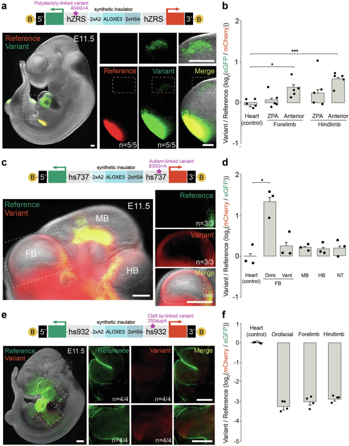 Fig. 3: An F0-based dual-enSERT-2 system for rapid testing of human enhancer variant activity.