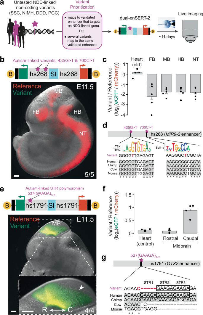 Fig. 4: In vivo testing of uncharacterised variants from patients with autism spectrum disorder.