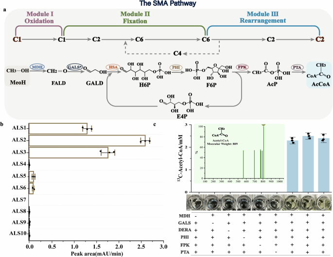 Fig. 1: Design and construction of the SMA pathway.