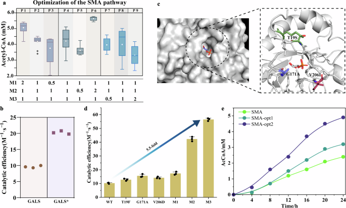 Fig. 2: Optimization of the SMA pathway.