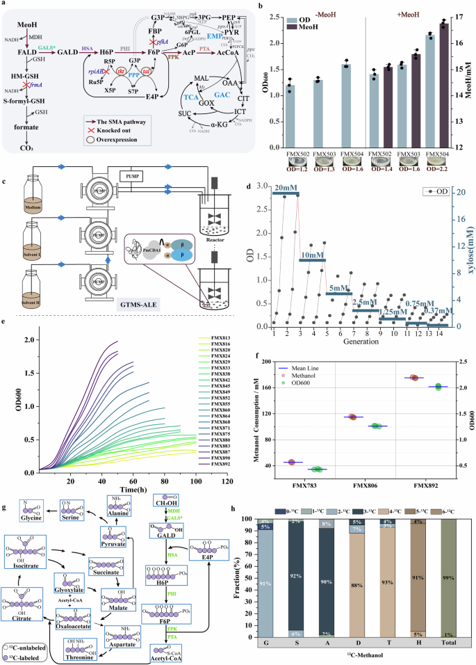 Fig. 3: Rational design and directed evolution for obtaining synthetic methylotroph.