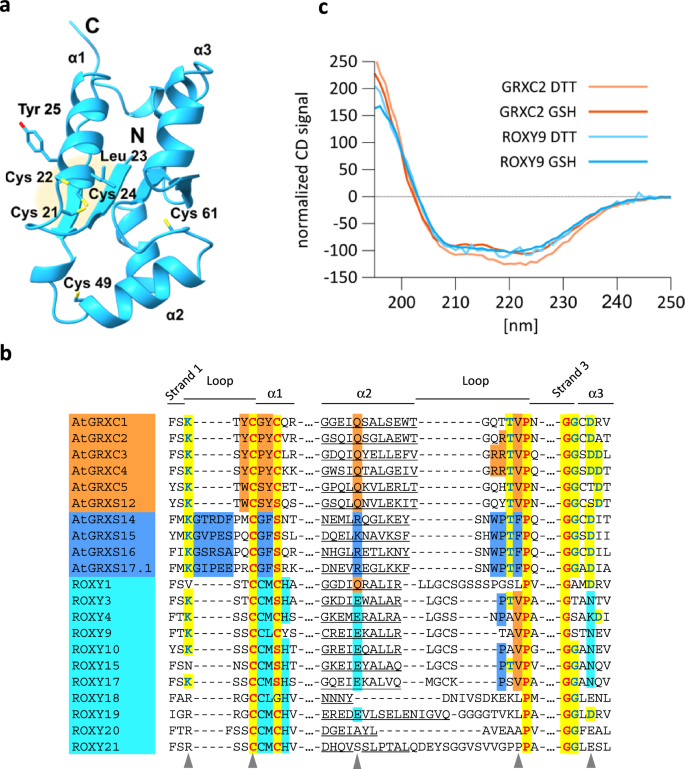 Molecular basis for the enzymatic inactivity of class III glutaredoxin  ROXY9 on standard glutathionylated substrates | Nature Communications