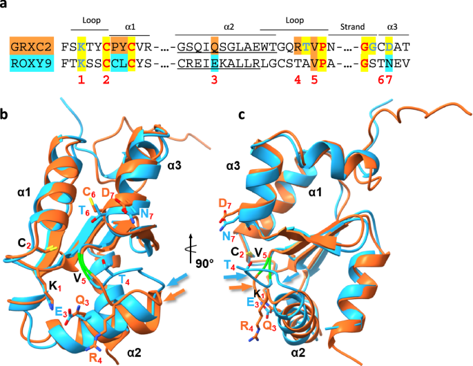 Molecular basis for the enzymatic inactivity of class III glutaredoxin ROXY9 on standard glutathionylated substrates