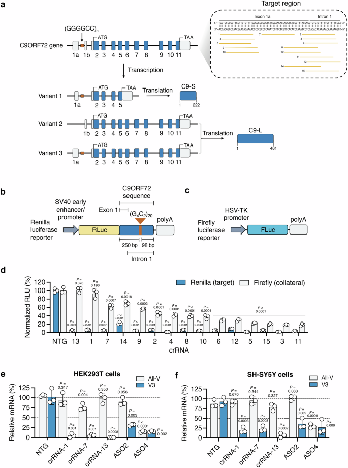 A high-fidelity CRISPR-Cas13 system improves abnormalities 