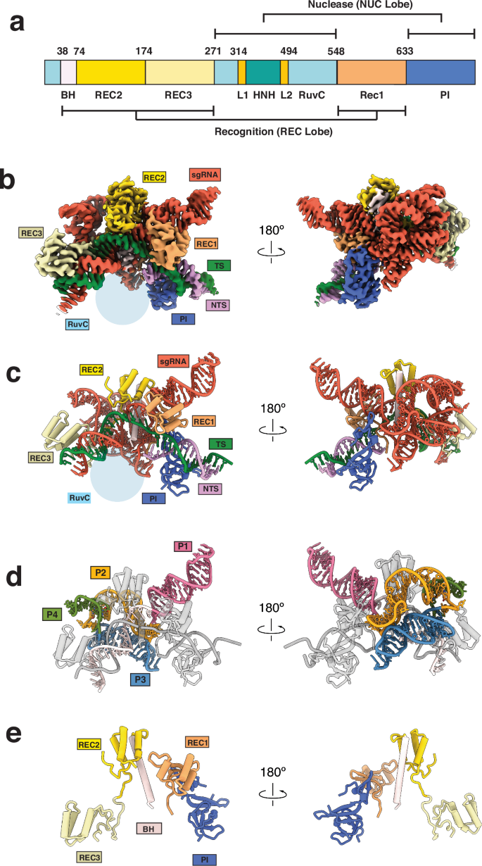 Fig. 1: Structures of Cas9d.