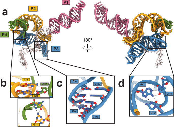 Fig. 2: Features of sgRNA architecture.
