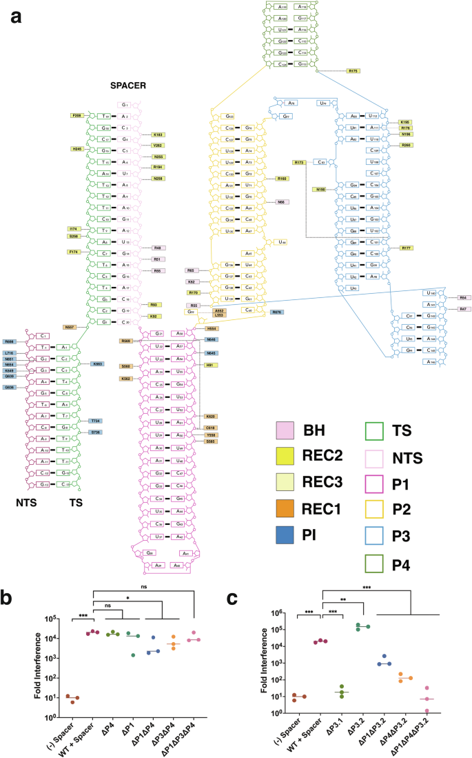 Fig. 3: Cas9d sgRNA engineering.