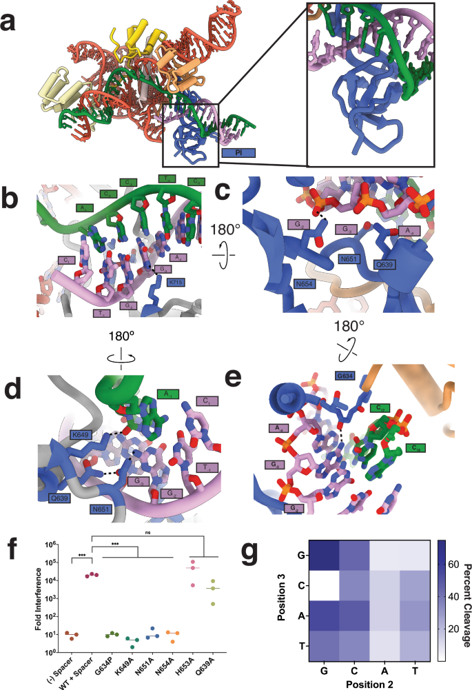 Fig. 4: Protospacer adjacent motif recognition by Cas9d.