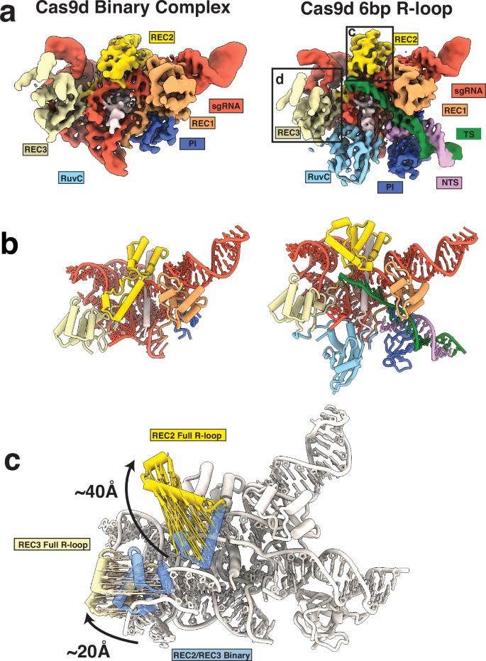Fig. 5: Conformational changes guide R-loop formation by Cas9d.