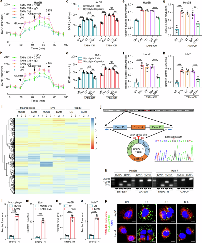 Fig. 1: TAMs promote the invasion, migration and aerobic glycolysis of HCC cells via the action of EV-loaded circPETH.