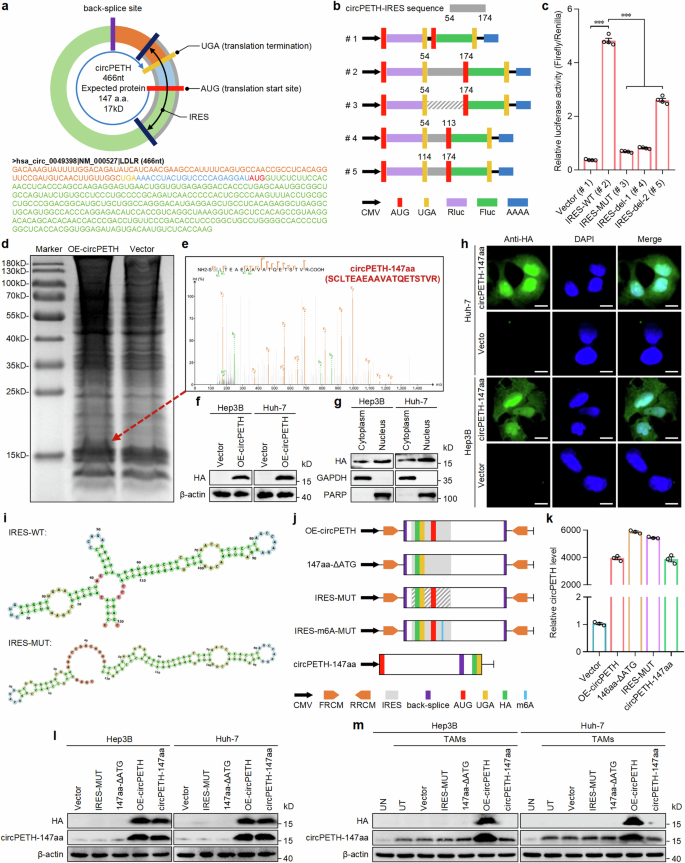 Fig. 2: circPETH encodes a protein termed as circRNA-147aa.