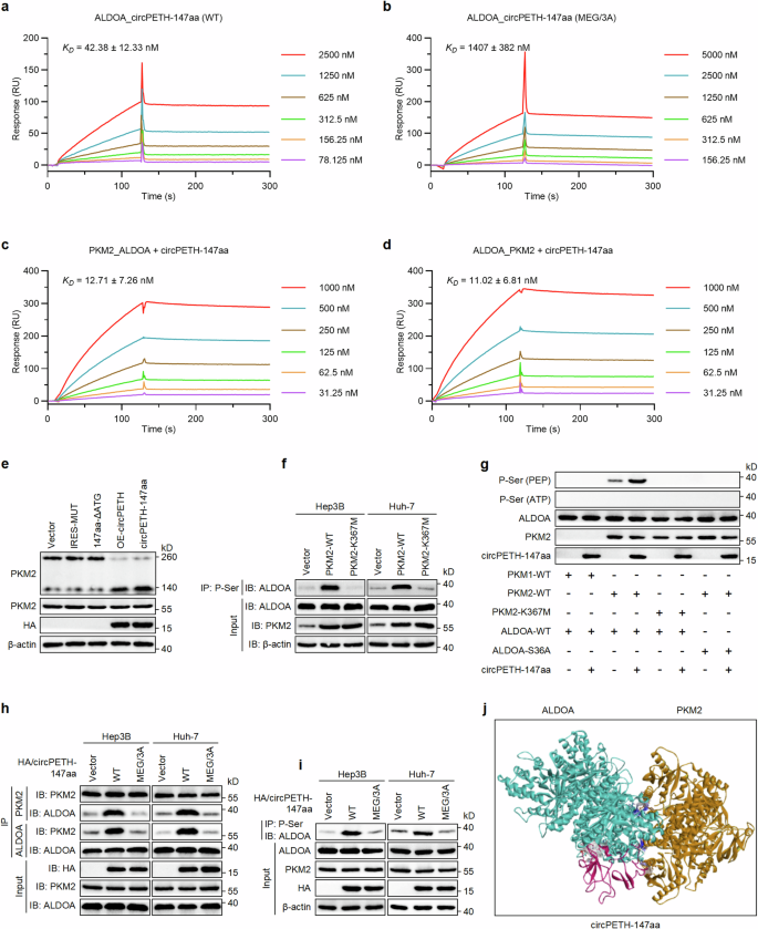 Fig. 3: circPETH-147aa promotes PKM2-catalyzed ALDOA-S36 phosphorylation via the MEG pocket.