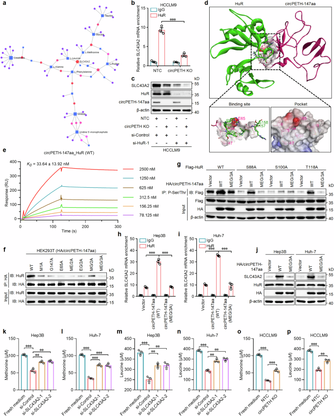Fig. 4: circPETH-147aa stimulates methionine and leucine consumption in HCC cells by elevating HuR-dependent SLC43 A2 mRNA stability.