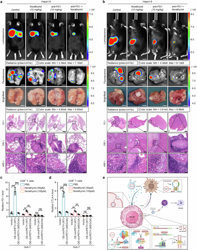 Fig. 7: Norathyriol increases anti-PD1 efficacy and boosts cytotoxic CD8+ T-cell function.