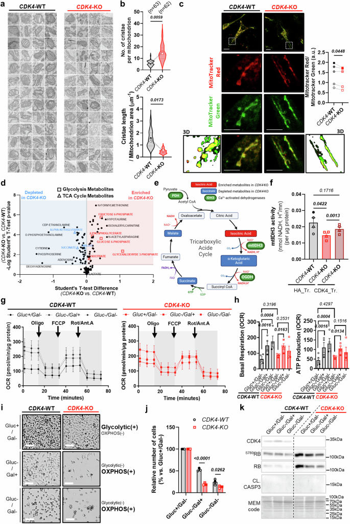 Fig. 10: CDK4 promotes mitochondrial fitness and metabolic flexibility through balanced calcium signaling.