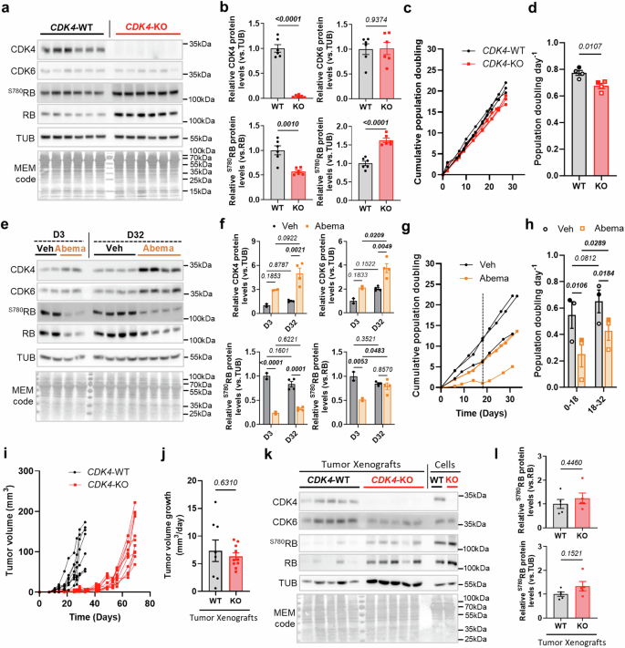Fig. 1: CDK4 is dispensable for TNBC tumor growth in vitro and in vivo.