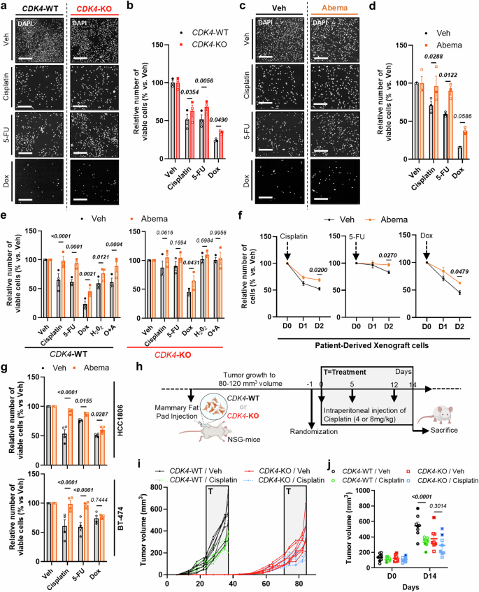 Fig. 2: CDK4 inhibition confers to TNBC cells resistance to chemotherapy in vitro and in vivo.
