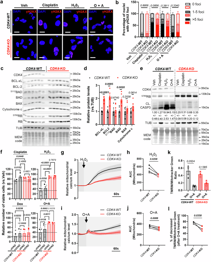 Fig. 3: CDK4 regulates cell death modulating mitochondrial effectors of apoptosis in TNBC.