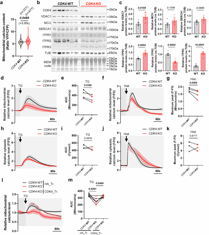 Fig. 5: CDK4 regulates ER-mitochondrial calcium signaling.