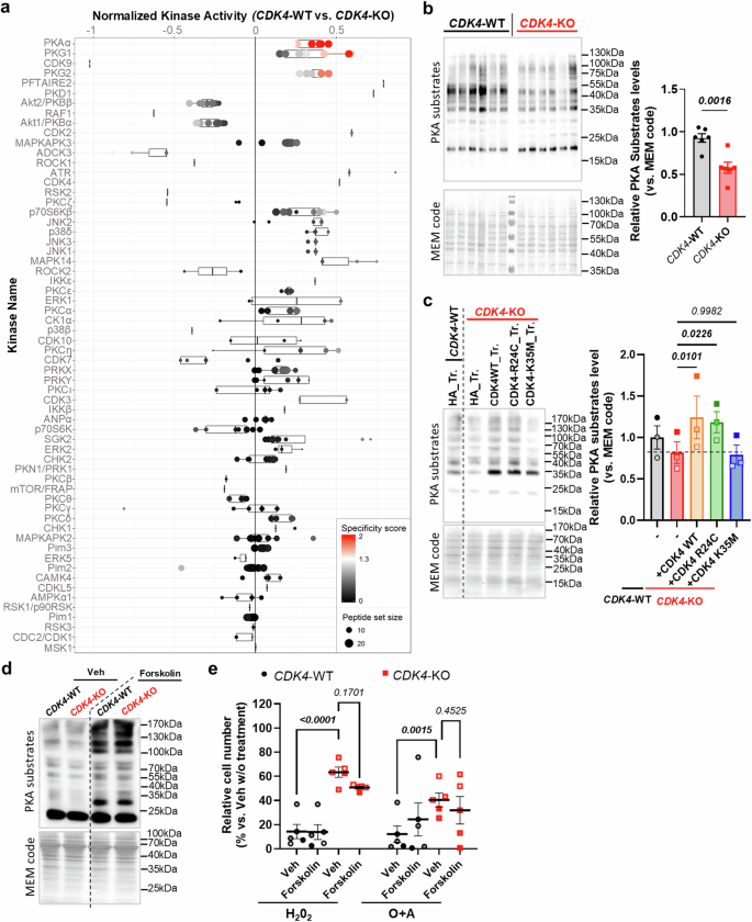 Fig. 7: PKA activity is regulated by CDK4 but is not sufficient to mediate apoptosis.