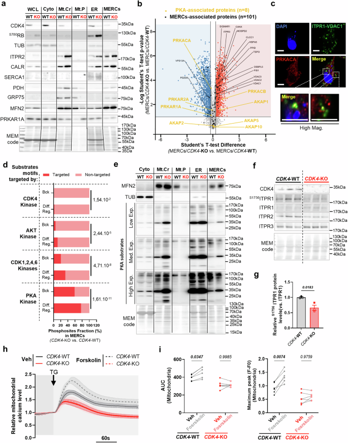 Fig. 8: MERCs-PKA activity is regulated by CDK4 and drives ER-MT calcium signaling.