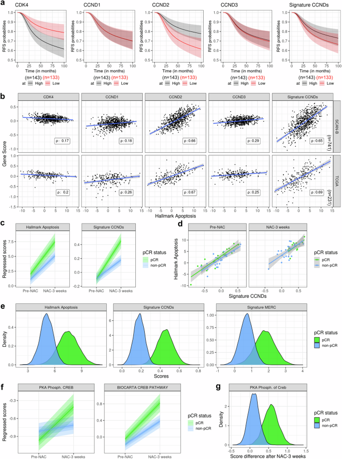 Fig. 9: CDK4 activity is positively correlated with apoptosis signature and better response to neoadjuvant chemotherapy (NAC) in TNBC patients.