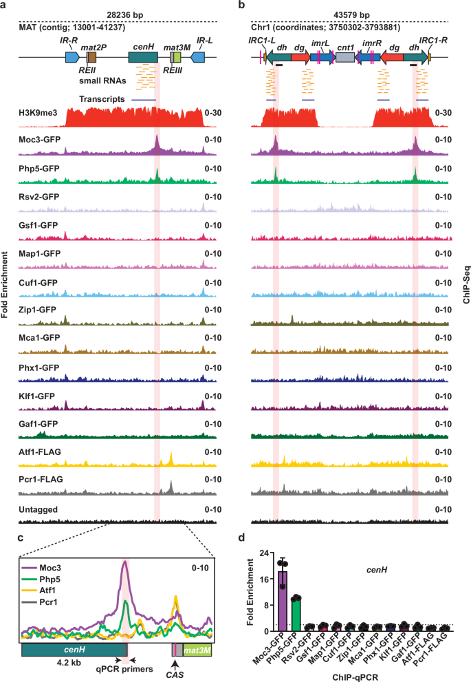 PhpCNF-Y transcription factor infiltrates heterochromatin to 