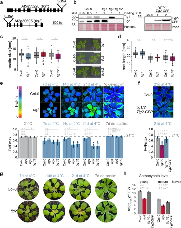 A truncated variant of the ribosome-associated trigger factor specifically contributes to plant chloroplast ribosome biogenesis