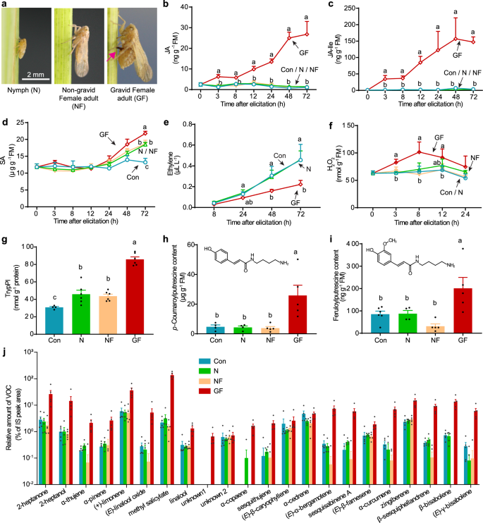 Fig. 2: Infestation by gravid BPHs, but not by non-gravid adults or nymphs, strongly induced rice-plant defense.