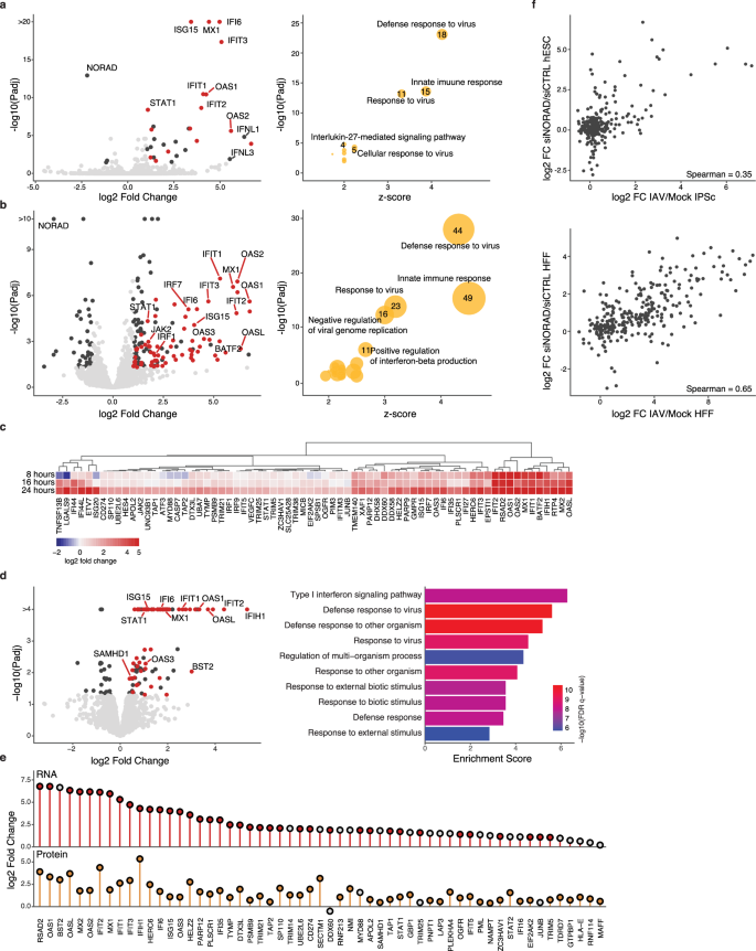 Fig. 1: Knockdown of NORAD in pluripotent and differentiated human cells activates the innate immune response.