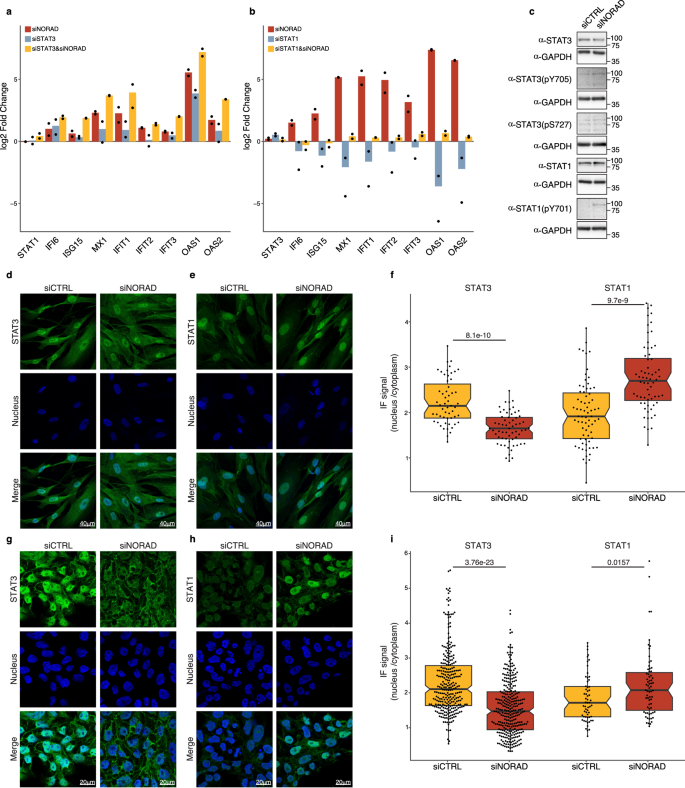 Fig. 2: The activation of the innate immune response upon NORAD KD is mediated by the STAT1-STAT3 pathway.