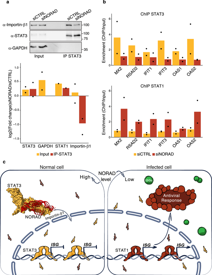 Fig. 3: NORAD affects STAT3-Importin-β1 interaction and STAT3-STAT1 DNA binding.