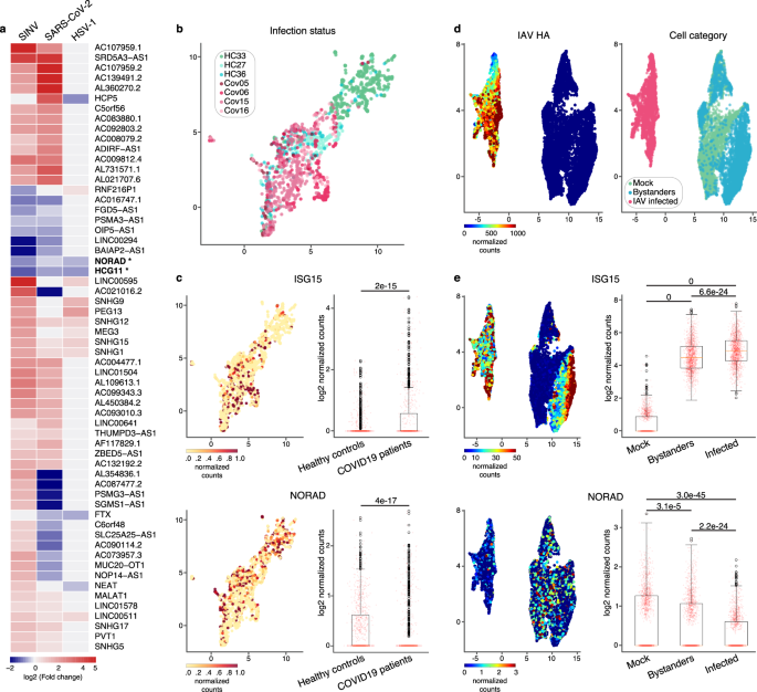 Fig. 4: NORAD lncRNA is down regulated in viral infections.